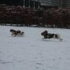 IMG_9701_1